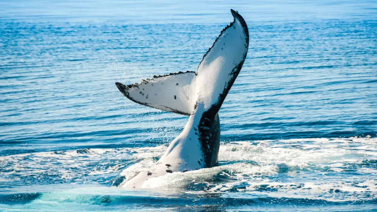 Płetwal błękitny zanurza się w oceanie. Kiedy najlepiej jechać do RPA, by zobaczyć te cuda natury?