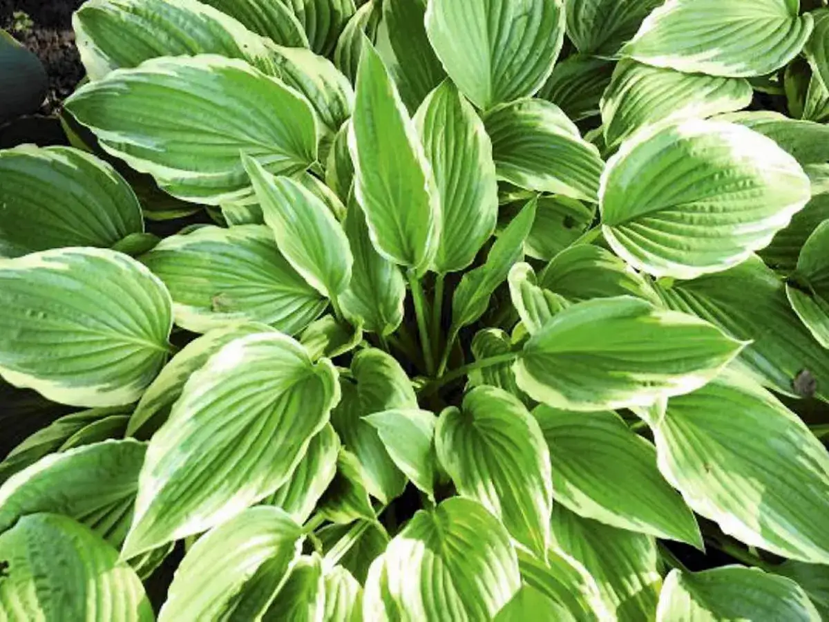 Gęste, zielone liście funkii z białym obrzeżeniem. Idealny czas, kiedy przesadzać funkie, to wiosna lub jesień.