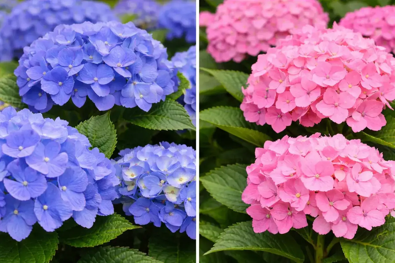 Niebieskie i r&oacute;żowe hortensje, dow&oacute;d na to, że kwiaty zmieniające kolor pod wpływem pH potrafią zachwycić.