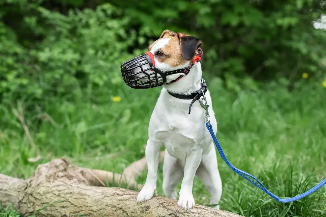Mały pies w kagańcu, biało-brązowy Jack Russell Terrier, stoi na powalonym pniu w zielonym lesie.