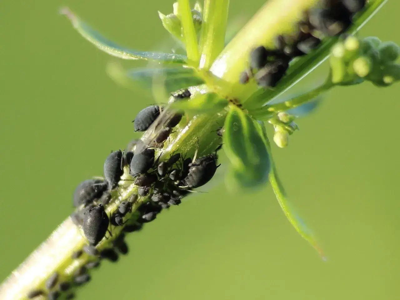 Gromadki czarnych mszyc obsiadły zieloną łodygę. Może przyda się płyn do naczyń na mszyce?