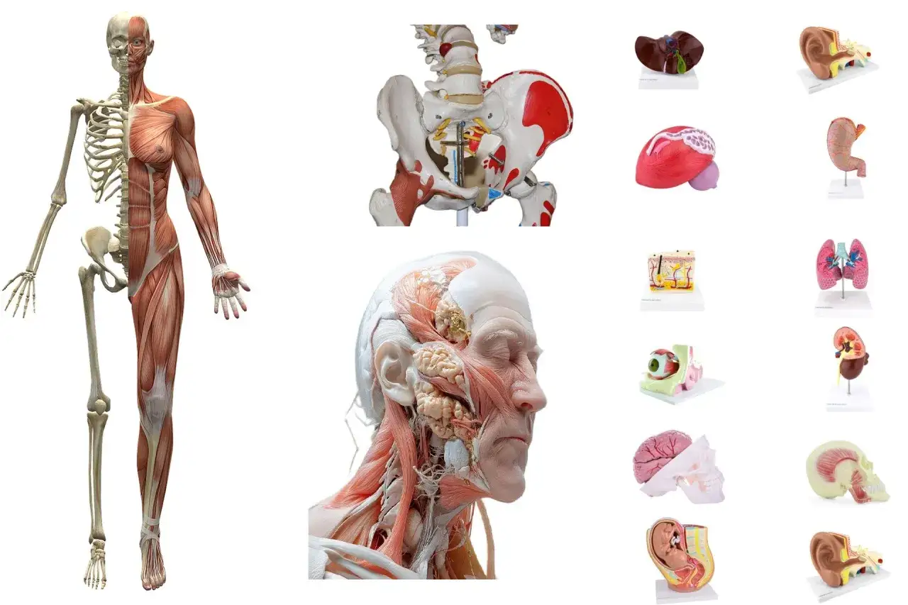 modele anatomiczne do nauki