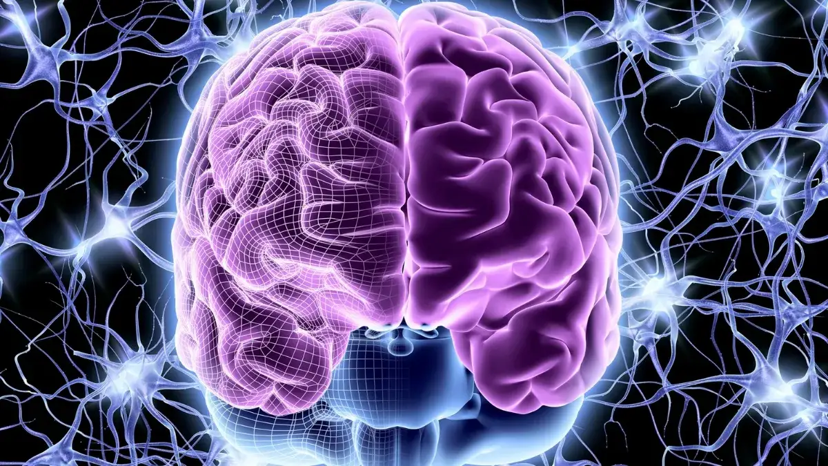 psychologia motywacji, mechanizmy działania mózgu