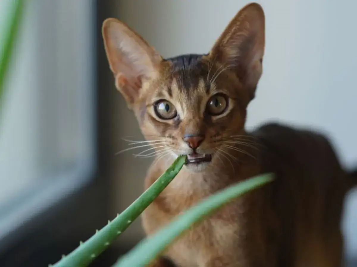 Abisyński kotek gryzie liść aloesu, zastanawiając się, czy aloes jest trujący dla kota.