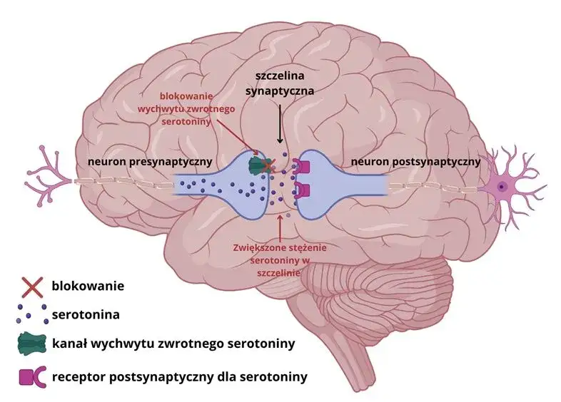 mózg receptory serotoninowe 5-HT2A