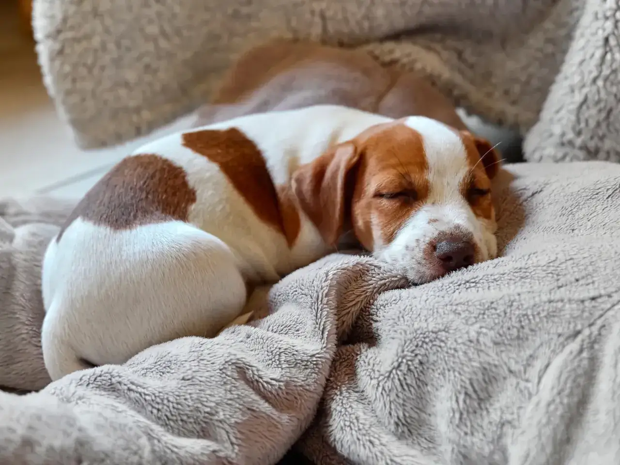 Uroczy szczeniak z brązowymi łatkami śpi głęboko na miękkim kocu. Widać, ile śpi szczeniak, bo jest bardzo spokojny.