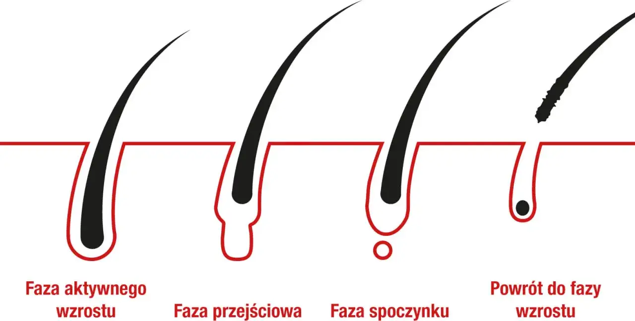 cykl wzrostu włosa schemat