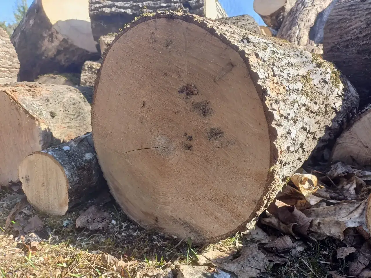 Grube pnie jesionu do kominka, gotowe do rozpałki. Widać słoje drewna i korę z mchem.