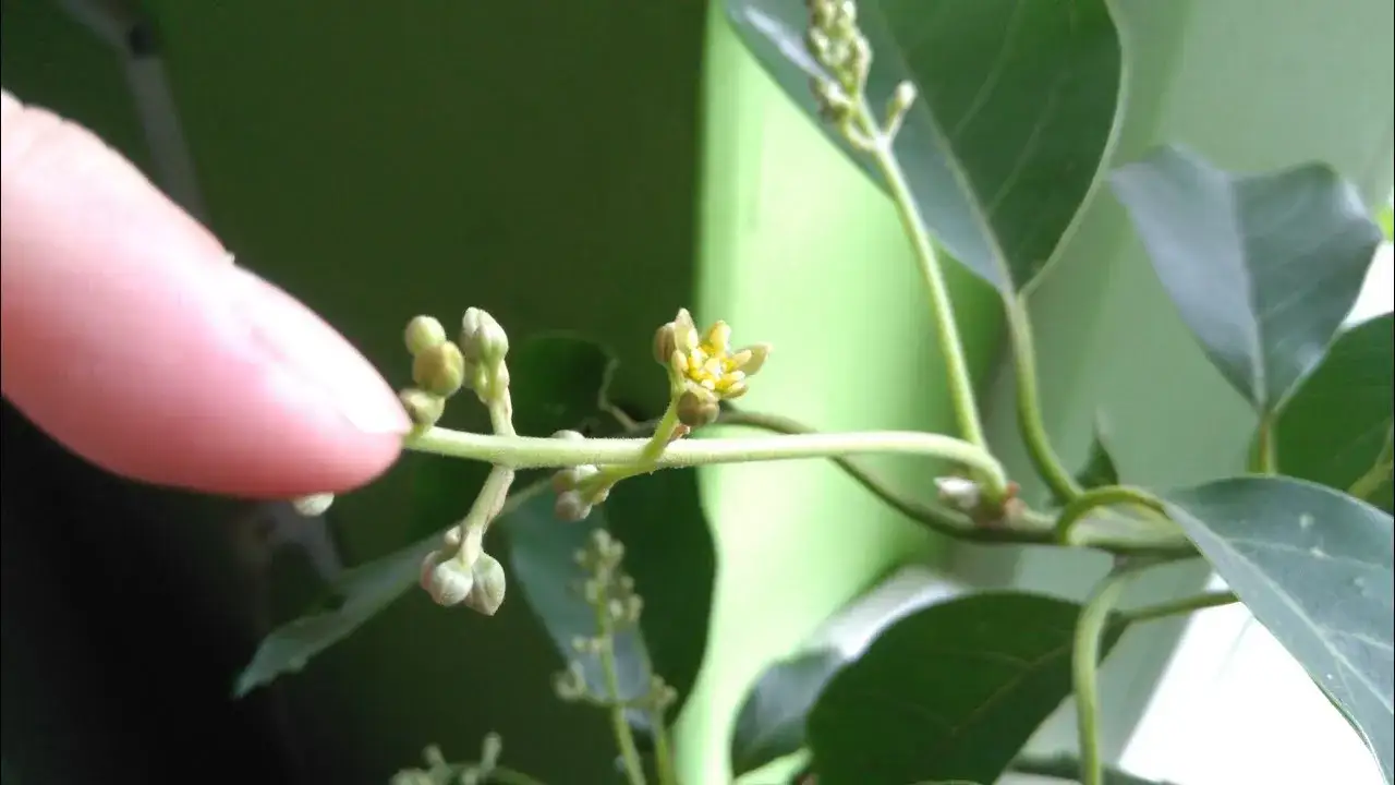 kwiaty awokado z bliska