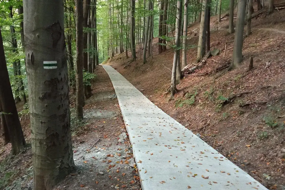 Leśna ścieżka z zielonym znakiem szlaku na drzewie. Zasady 