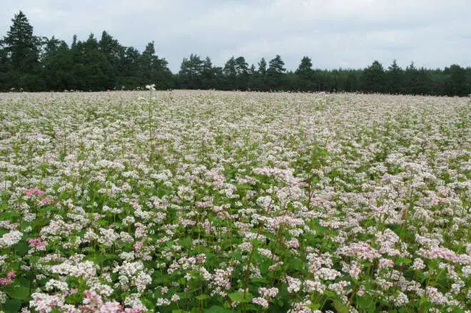 Pola kwitnącej gryki