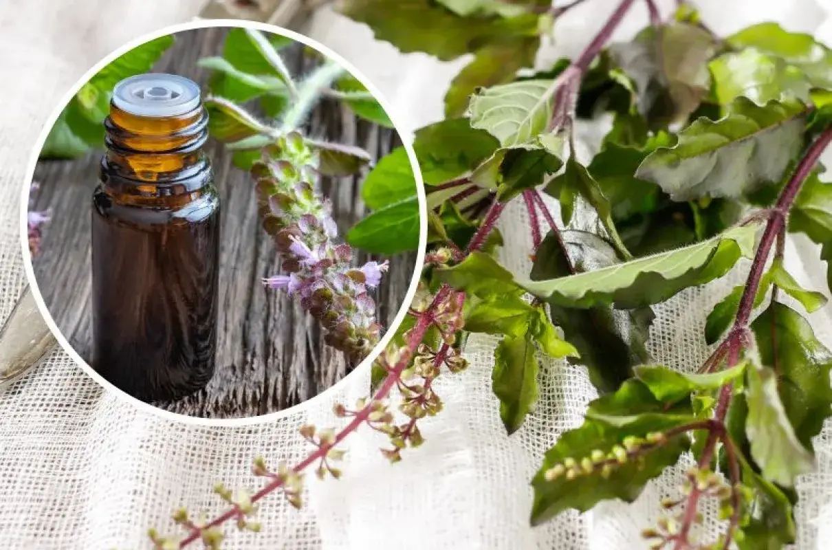 jadalne kwiaty bazylii w potrawach