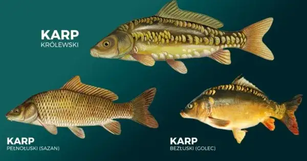 dziki karp sazan wygląd por&oacute;wnanie