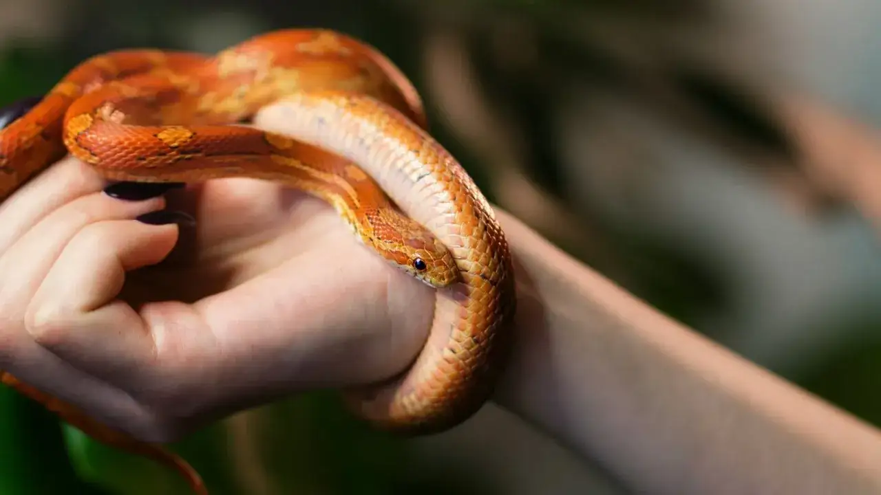 r&oacute;żne sny o wężach interpretacje