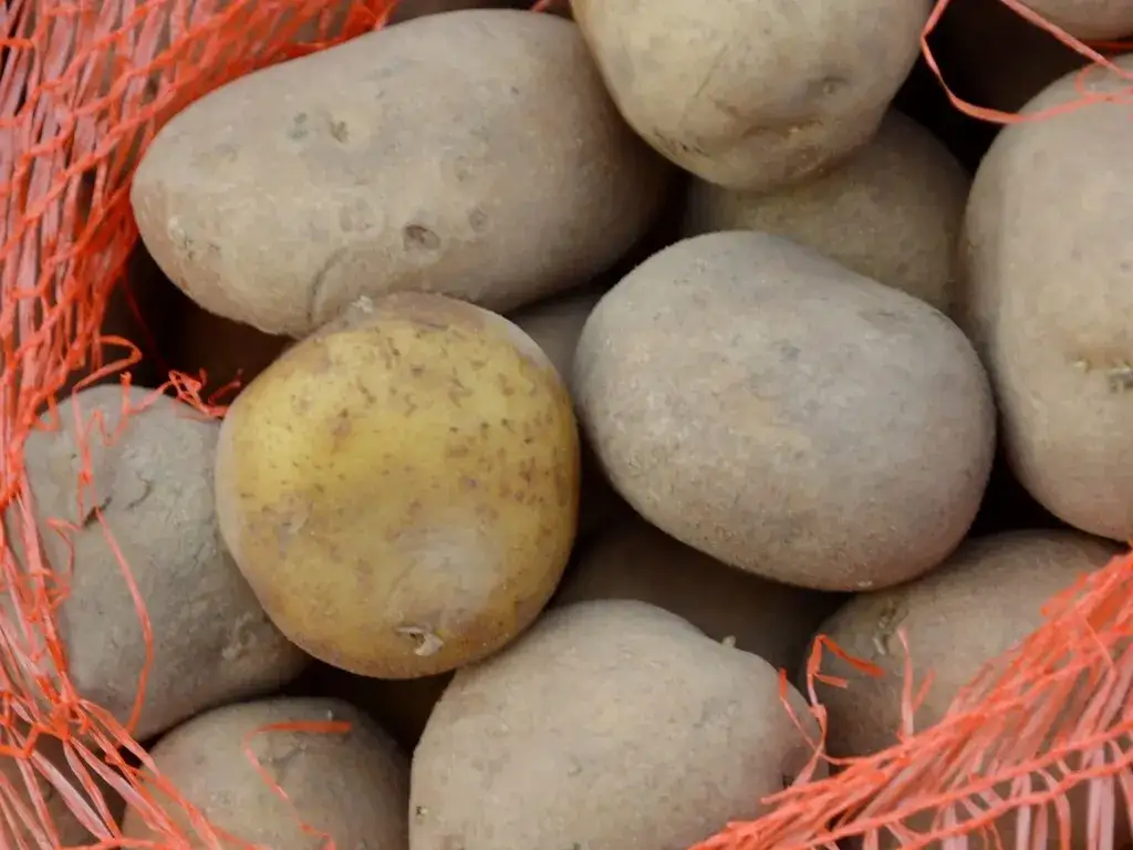 podkiełkowane ziemniaki sadzeniaki