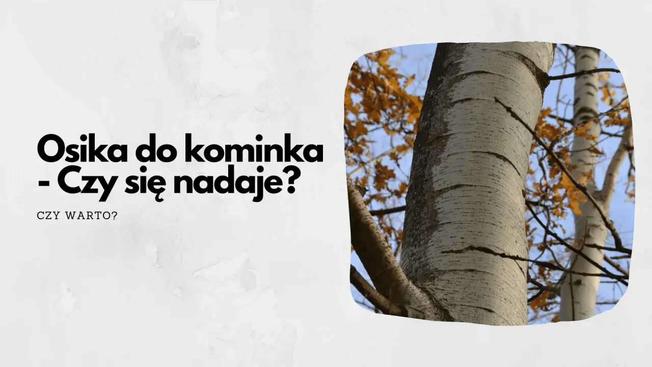 Osika do kominka – czy warto? Pnie drzew z białymi, prążkowanymi korami na tle jesiennych liści i błękitnego nieba.