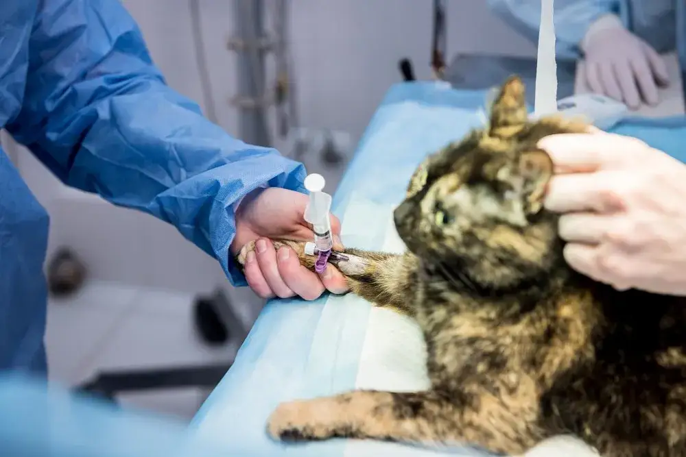 weterynarz wykonujący operację, diagnostyka obrazowa zwierząt