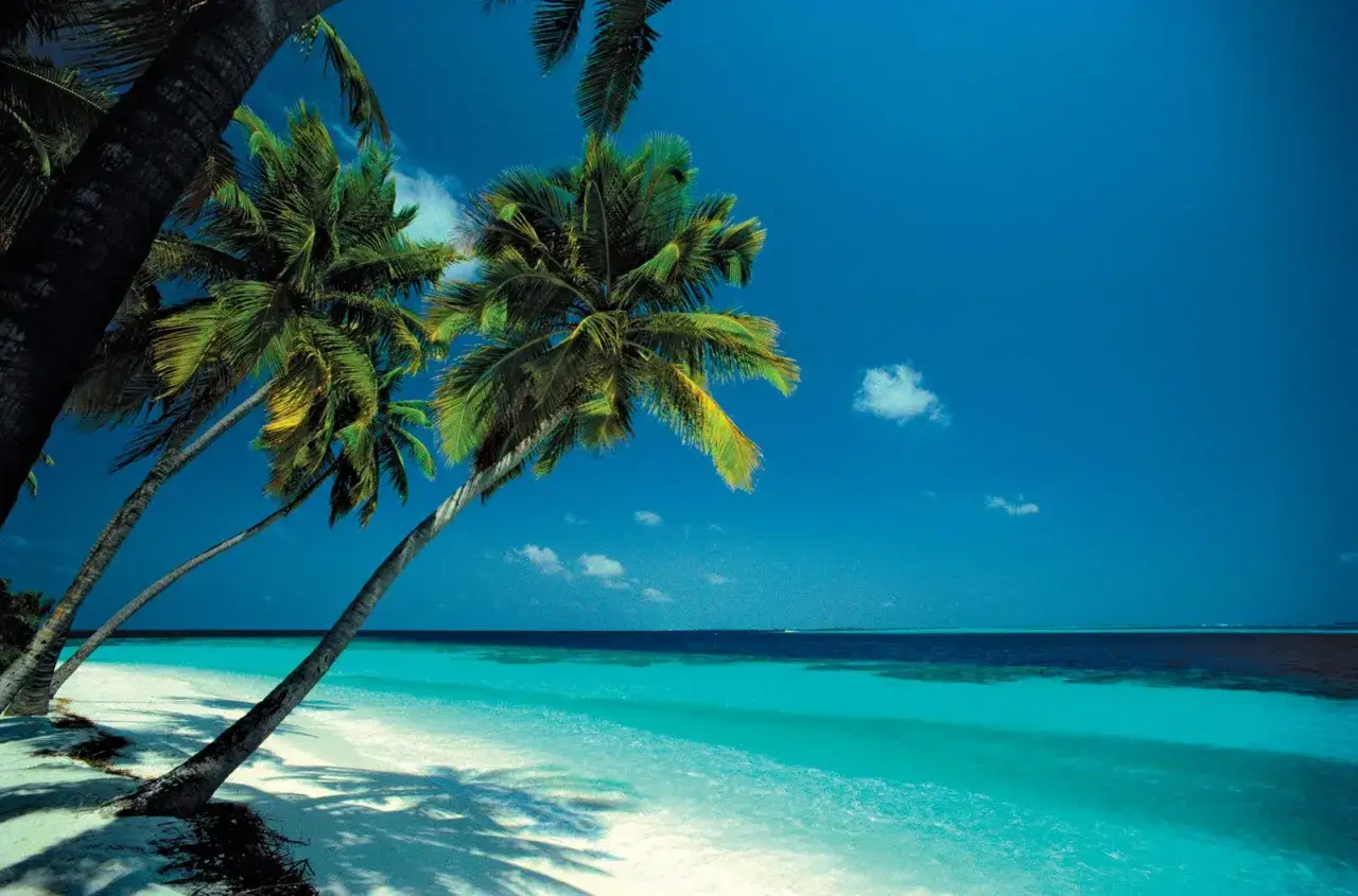 Rajskie plaże z palmami, gdzie leżą Seszele. Turkusowa woda, biały piasek i błękitne niebo.