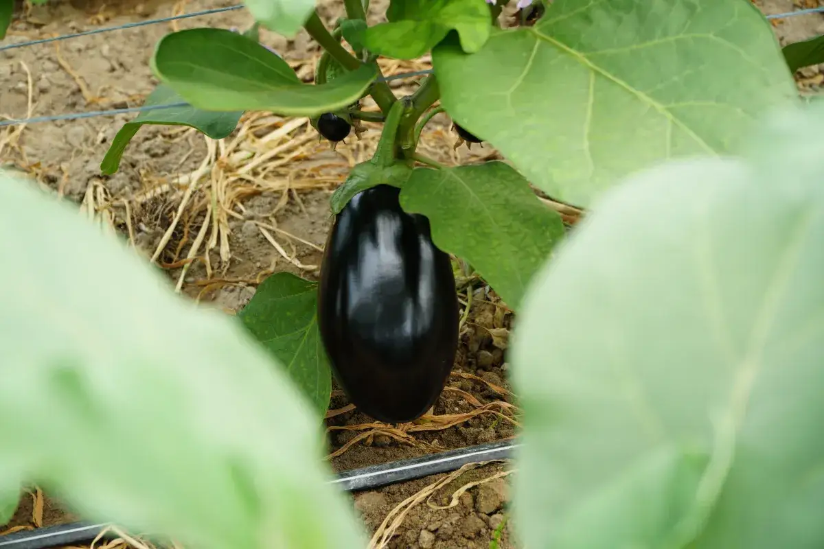 Choroby i szkodniki bakłażana