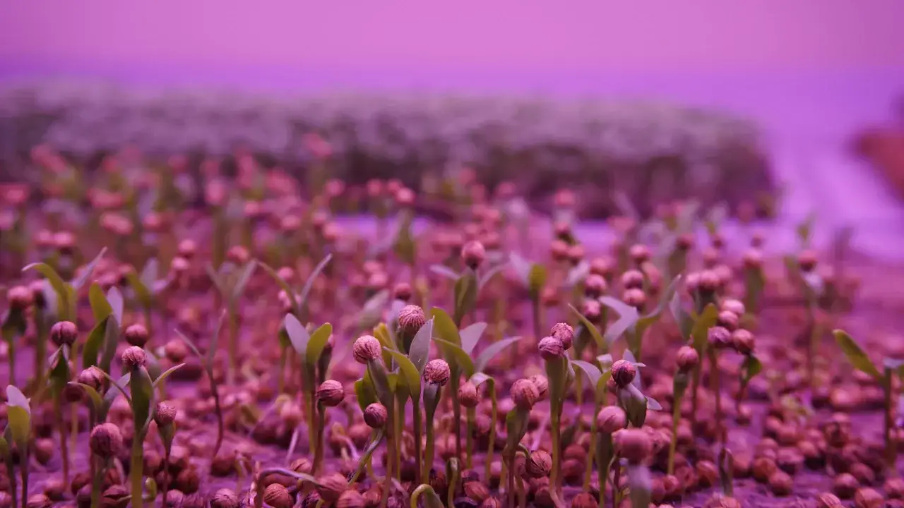 Młode kiełki kolendry pod fioletowym światłem. Zastanawiasz się, co najlepiej uprawiać dla zysku? Kolendra może być odpowiedzią!