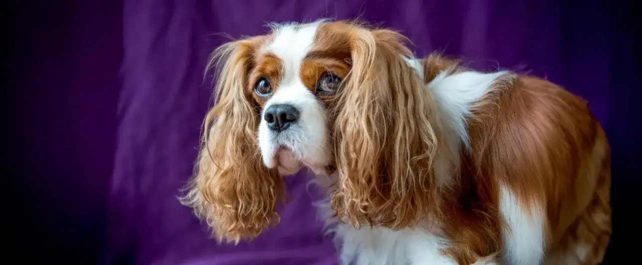 Zdjęcie Cavalier King Charles Spaniel czy gubi sierść? Oto co musisz wiedzieć