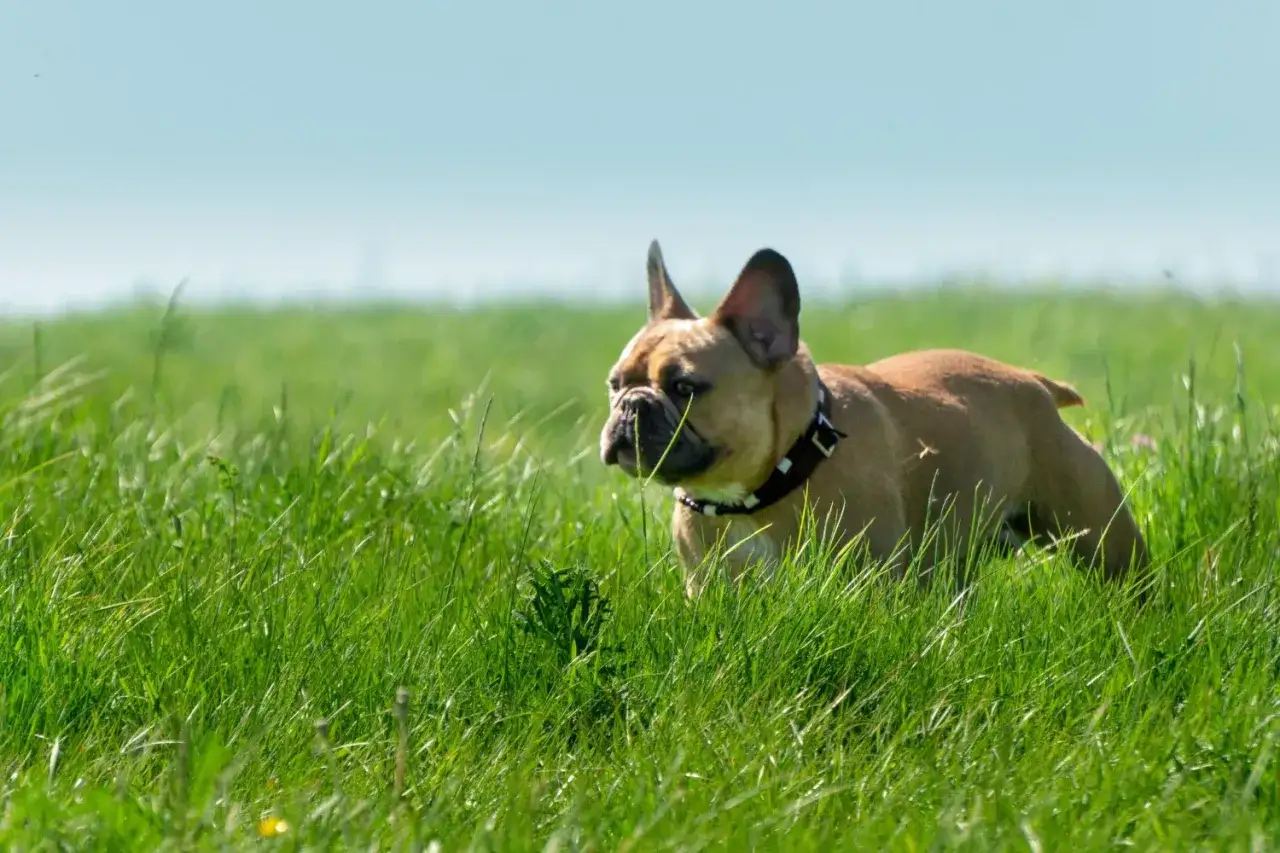 Zdjęcie Kiedy założyć psu obrożę na kleszcze, aby uniknąć zagrożeń?