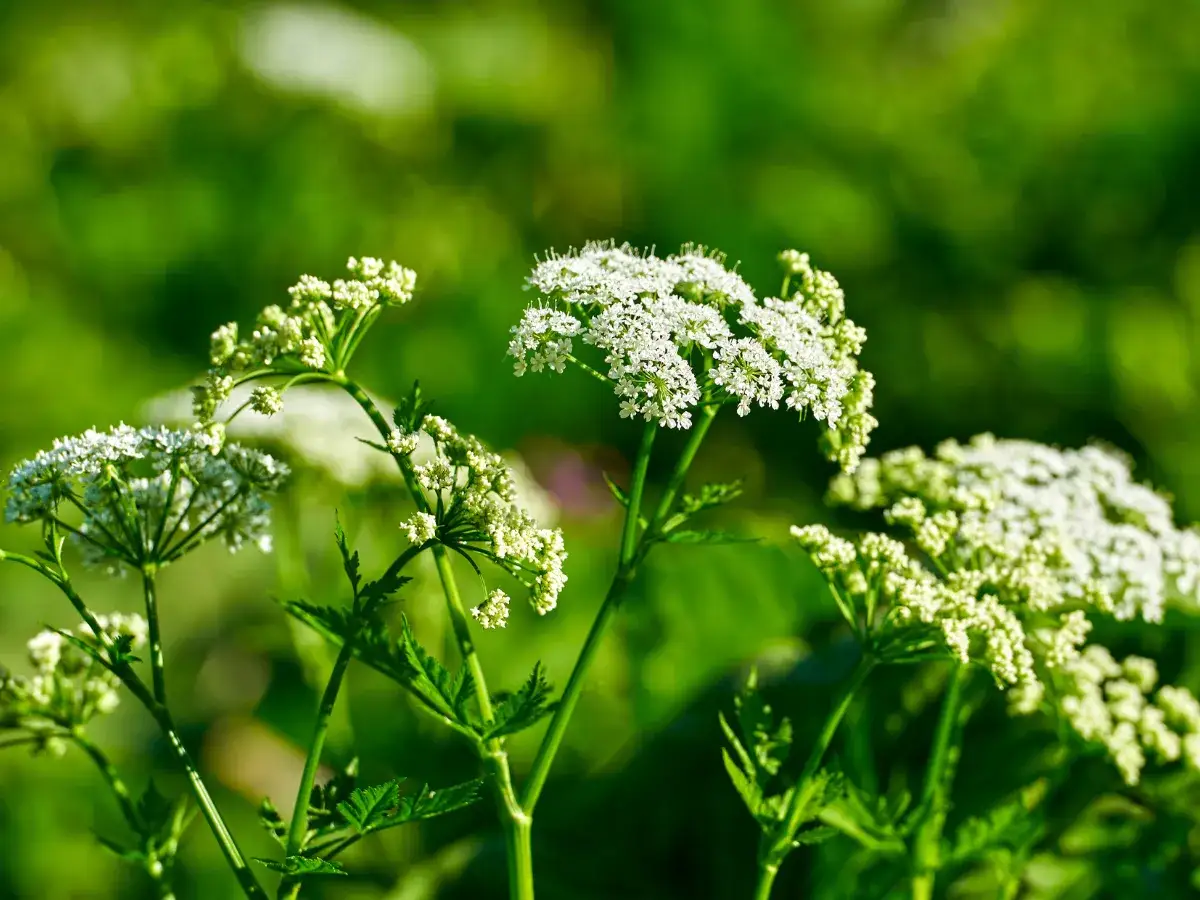 Zdjęcie Trujący chwast: jak go rozpoznać i uniknąć niebezpieczeństwa