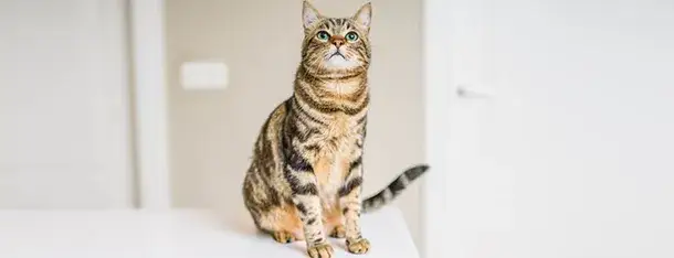 Zdjęcie Czy koty mogą jeść makaron? Odkryj, co musisz wiedzieć o diecie kota