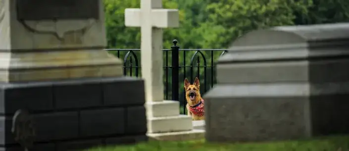 Zdjęcie Czy można z psem na cmentarz? Zasady i wyjątki, które musisz znać