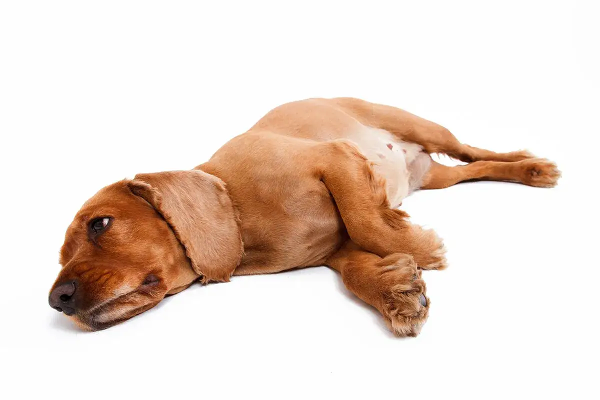 Zdjęcie Co oznacza bulgotanie w brzuchu psa? Przyczyny, diagnoza i leczenie