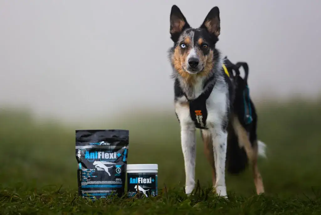 Zdjęcie Aniflexi plus - Skuteczne wspomaganie stawów