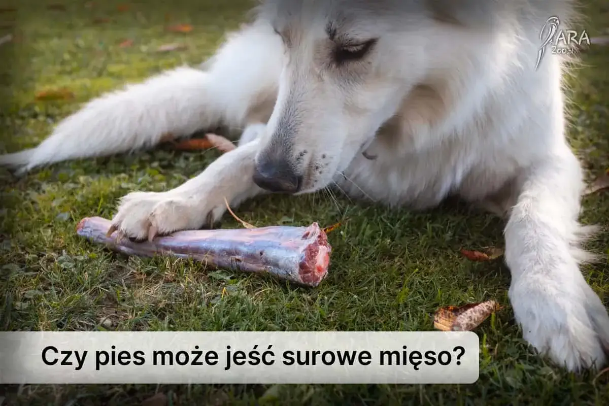 Zdjęcie Czy pies może jeść ciastka? Sprawdź, co jest dla niego niebezpieczne