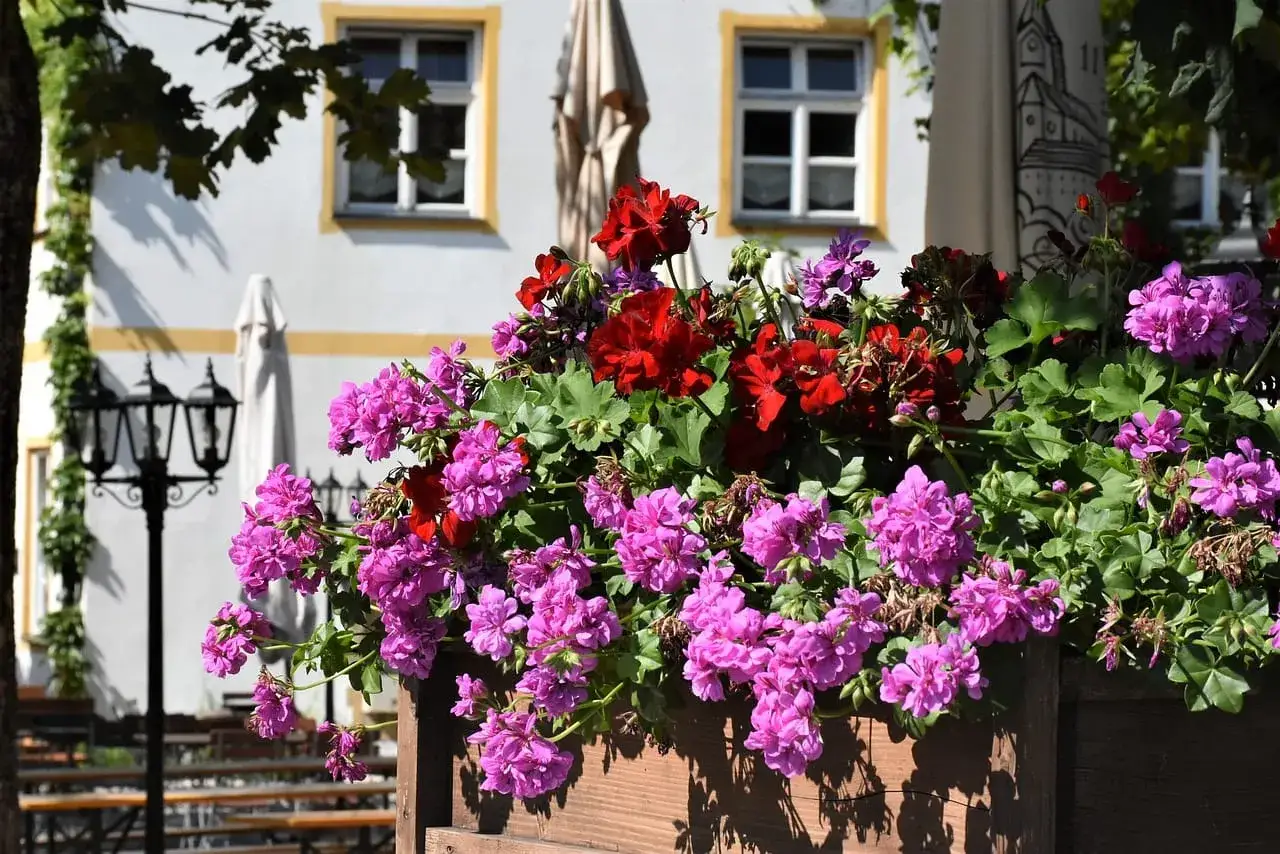 Kwiaty w skrzynce, w odcieniach różu i czerwieni, tworzą piękny, formalny styl we florystyce.