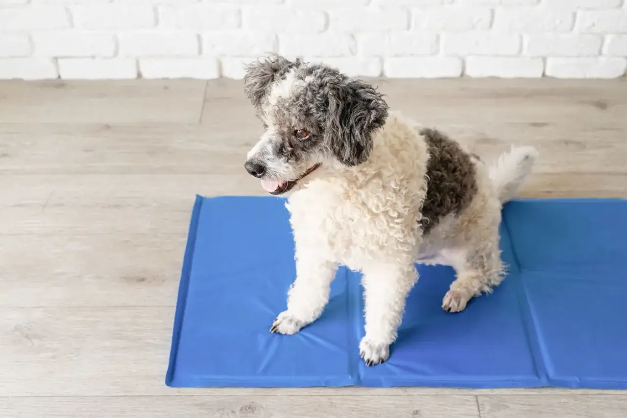 Szczeniak na niebieskiej macie, gotowy do nauki, jak nauczyć szczeniaka sikać na matę.