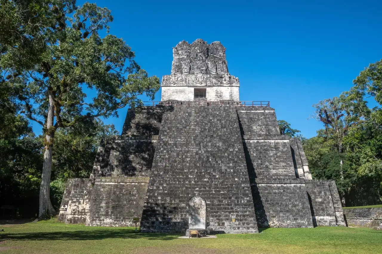 Kamienna piramida w dżungli, świadectwo czasów, kiedy żyli Majowie. Otoczona bujną zielenią, z majestatycznym drzewem obok.