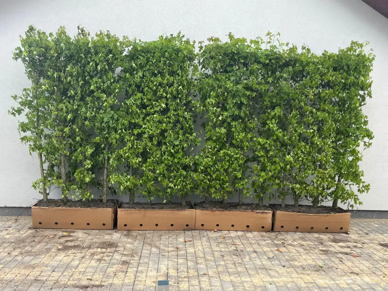 Brązowiejące tuje żywopłot problemy