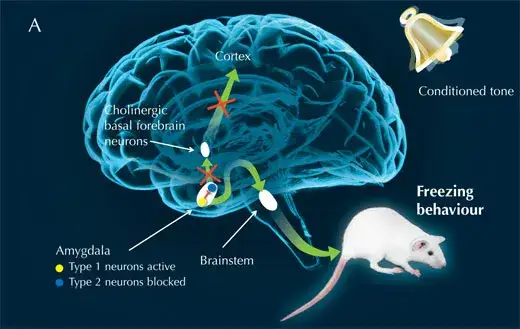 M&oacute;zg reakcja na strach ciało migdałowate