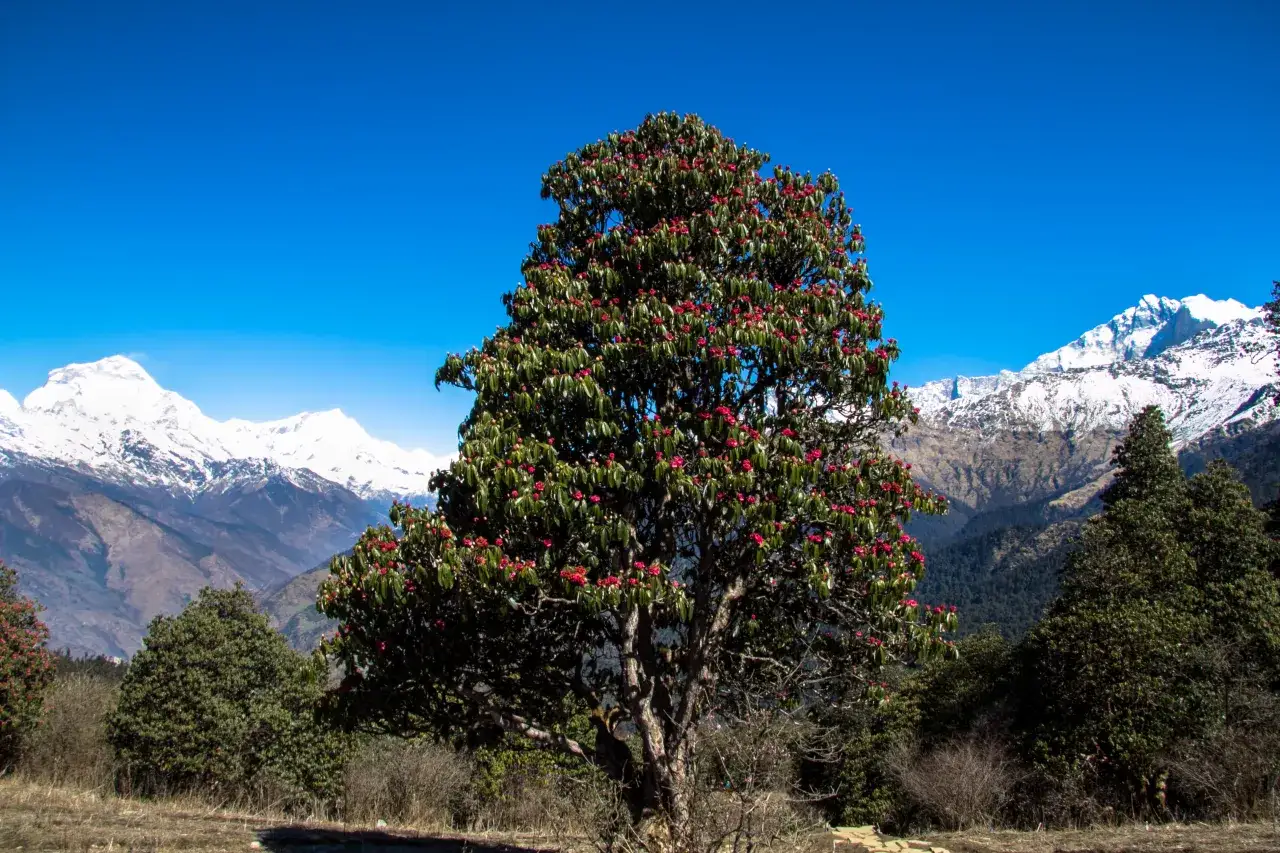 Kwiaty rododendronów na tle ośnieżonych Himalajów. Wiosna to idealny czas, kiedy najlepiej jechać do Nepalu, by podziwiać takie widoki.