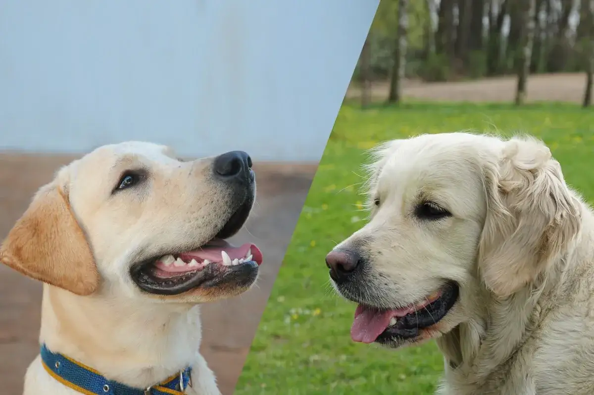 Zdrowie Labrador Golden Retriever