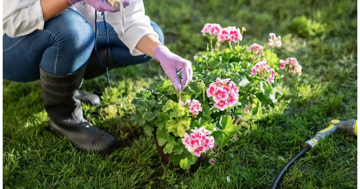 sadzenie bylin w maju