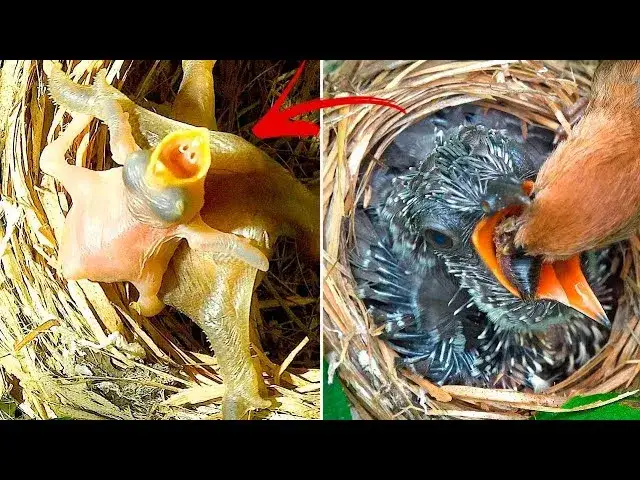 Kukułka pisklę w gnieździe