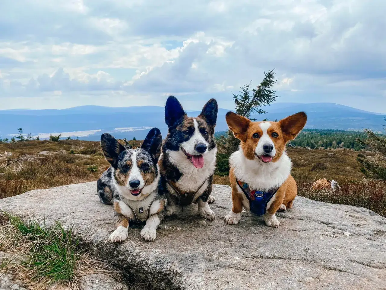 Trzy urocze corgi odpoczywają na skale w Górach Izerskich.