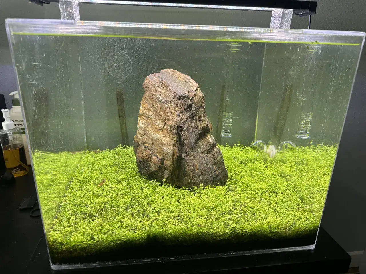 Ławica małych rybek w gęsto zarośniętym nanoakwarium