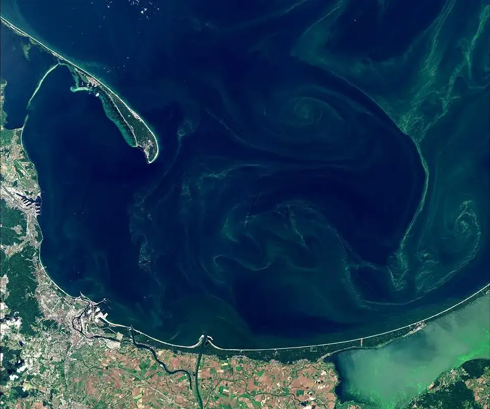 Zakwit sinic w Bałtyku