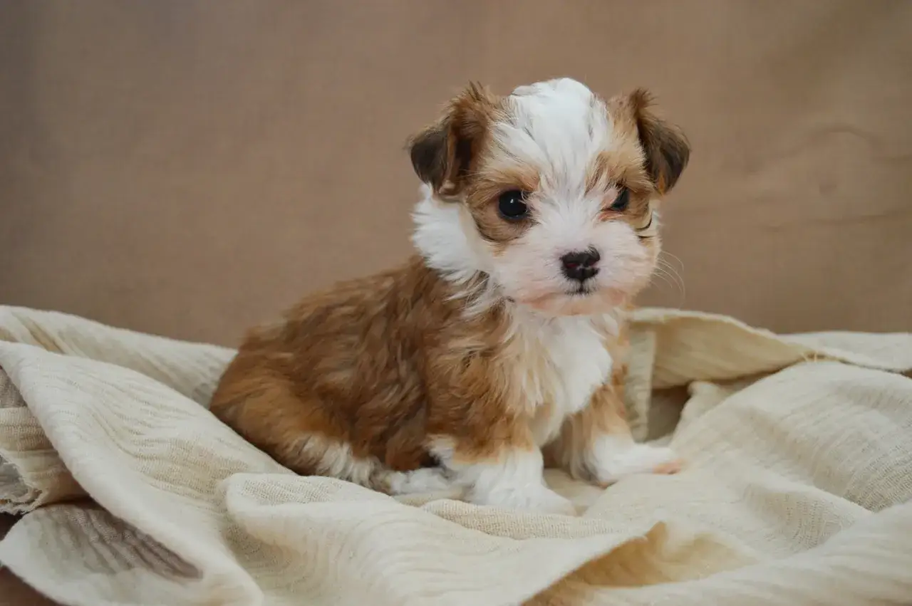 Uroczy szczeniak siedzi na miękkim kocu. Poznaj sposoby, jak wyciszyć szczeniaka, by był spokojny i szczęśliwy.