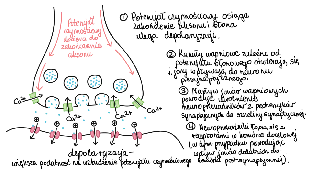 Ilustracja neuroplastyczności m&oacute;zgu, neurony synapsy