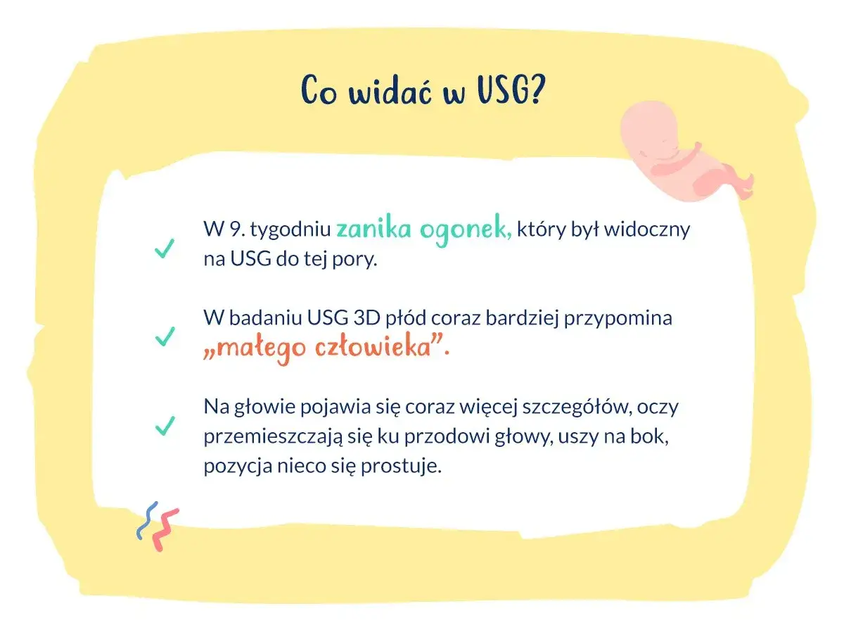 Na USG w 9. tygodniu ciąży zanika ogonek, pł&oacute;d przypomina 
