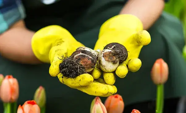 Ochrona cebulek tulipanów przed nornicami