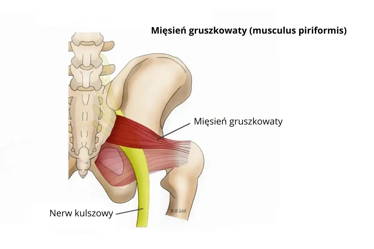 Anatomia mięśnia gruszkowatego i nerwu kulszowego. Ćwiczenia na mięsień gruszkowaty mogą pomóc w łagodzeniu bólu.