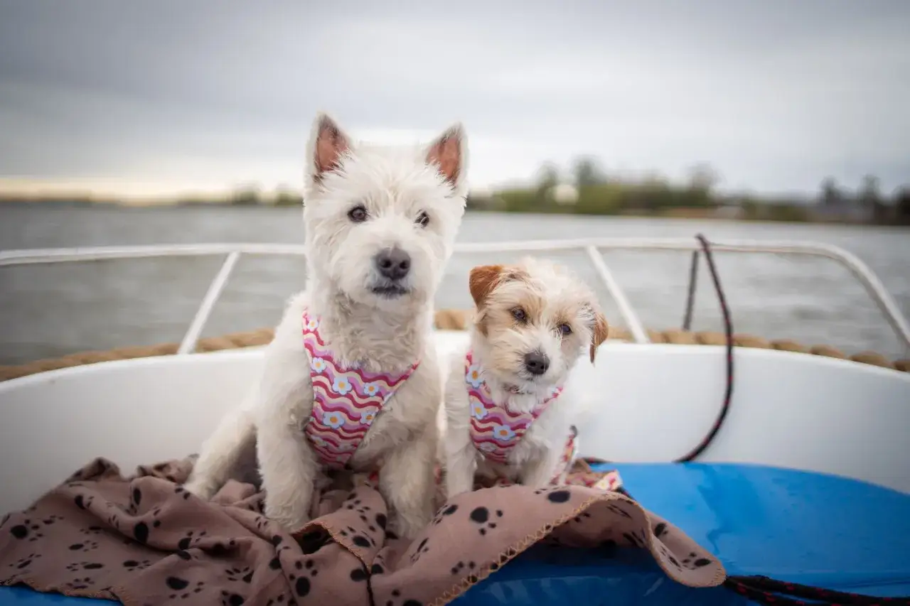 Dwa urocze psiaki w kolorowych szelkach siedzą na łodzi, gotowe na wakacje nad morzem. Ich domki czekają!